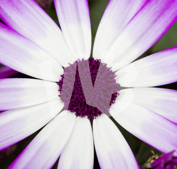 bloemen en planten vvbvanbree     1115